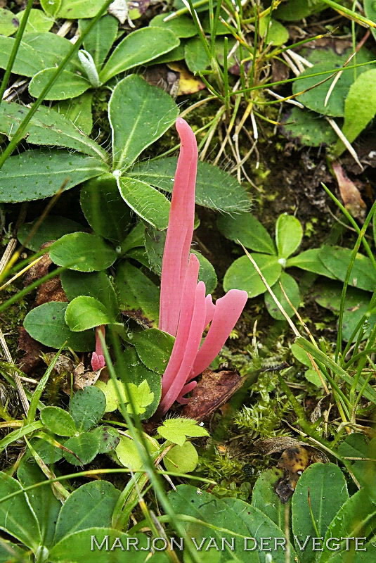 Rozerode knotszwam - Clavaria rosea